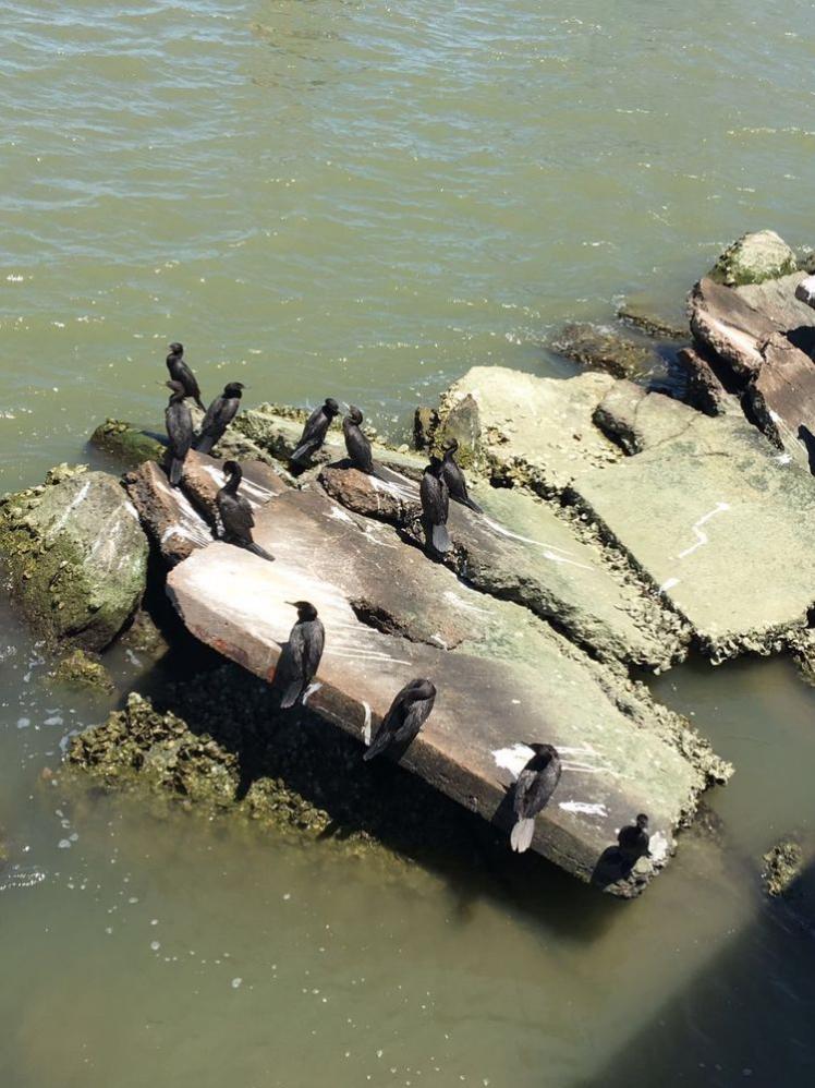 瞧這海邊礁石上：悠閑棲息的海鳥們！